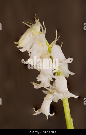 Ha origine in Spagna, Portogallo e Nord Africa. II rappresenta una minaccia significativa per il nativo inglese Bluebell. Foto Stock