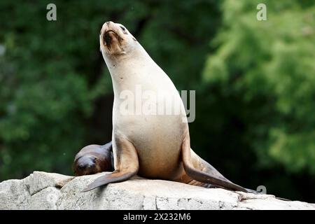 Il leone marino californiano (Zalophus californianus), Un leone marino che riposa elegantemente su una roccia con un cucciolo, circondato dal verde della natura Foto Stock