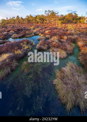 Brughiera nera alla luce della sera, riserva della biosfera del Roen, Bischofsheim in der Rhoen, bassa Franconia, Roen, Rodano bavarese, Baviera, Germania Foto Stock