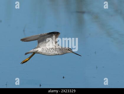 Greater Yellowlegs (Tringa melanoleuca) Contea di Yolo, California, Stati Uniti Foto Stock