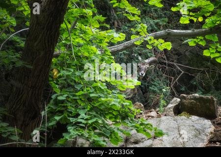 Mouflon (musimone Ovis gmelini) nella valle del Bode tra Thale e Treseburg, Parco Nazionale di Harz, Thale, Sassonia-Anhalt, Germania Foto Stock