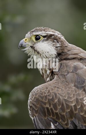 Lanner o Lanner Falcon (Falco biarmicus), ritratto, prigioniero, presenza in Africa Foto Stock