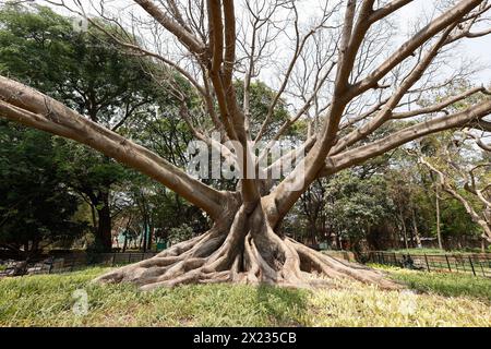 White Silk Cotton Tree, nome comune True Silk Cotton Tree (legno di cavolo), nome botanico Ceiba Pentandra, Lalbagh Botanical Garden, Bengaluru, Karnata Foto Stock