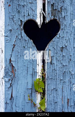 Porta in legno con cuore, porta stabile, vernice di colore chiaro, intemperie, foglie di noce (Fallopia baldschuanica), vecchia casa colonica, idilliaca, romantica Foto Stock