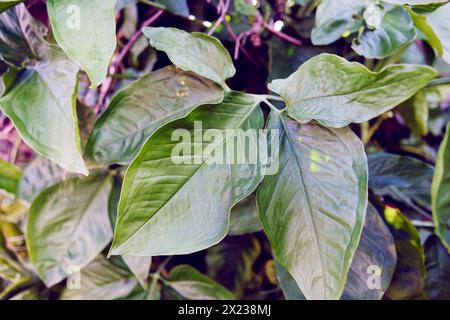 grandi foglie verdi di syngonium auritum per inquadratura e pittura decorativa Foto Stock