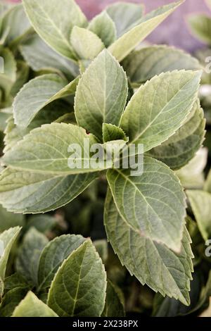 set di foglie della salvia Foto Stock