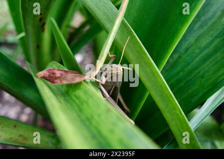 cavalletta verde su una foglia verde Foto Stock