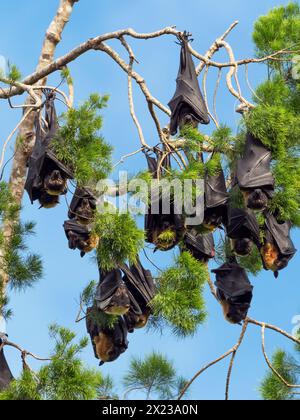 Pipistrelli da frutta (Pteropus sp.), dormendo nell'albero, Provincia di Morobe, Papua nuova Guinea Foto Stock