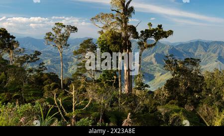Foresta pluviale di montagna, Highlands orientali, Papua nuova Guinea Foto Stock