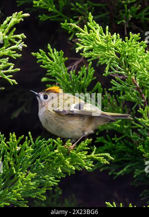 Goldcrest, o Golden Crown Kinglet in Conifer Tree Foto Stock