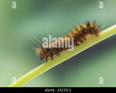 Vista laterale di un bruco di tigre maculato d'argento, Lophocampa argentata, strisciante su uno stelo di pianta, Delta, British Columbia, Canada Foto Stock