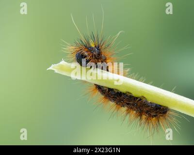 Un bruco tigre macchiato d'argento, Lophocampa argentata, macchiato di grani di polline, masticazione di uno stelo vegetale, Delta, British Columbia, Canada Foto Stock