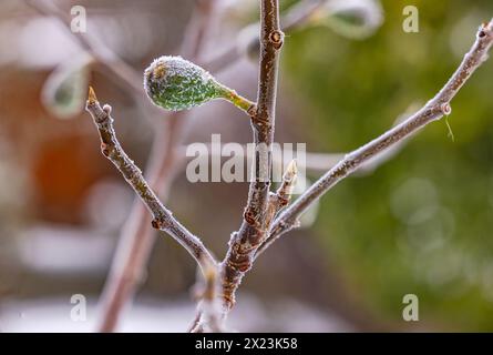 Fig sulla boccola in inverno con cristalli di ghiaccio. Frutta isolata su uno sfondo verde e bianco nel giardino Foto Stock