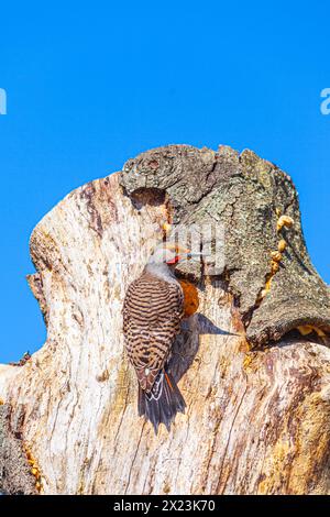 Northern Flicker sta per entrare nella sua cavità di nidificazione Foto Stock