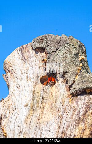 Northern Flicker entra nella sua cavità di nidificazione Foto Stock