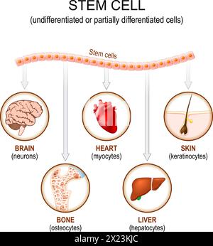 Applicazione di cellule staminali. Cellule indifferenziate o parzialmente differenziate. Uso di cellule staminali per trattare la malattia. Illustrazione vettoriale Illustrazione Vettoriale