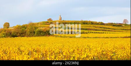 Foto panoramica dei vigneti autunnali sotto la torre di bandiera, Bad Dürkheim, Renania-Palatinato, Germania Foto Stock