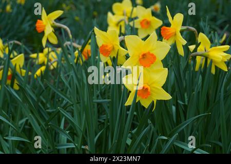 Daffodil Bermuda in piena fioritura. In latino si chiamava narciso e appartiene alla famiglia amaryllis, Amaryllidaceae. Foto Stock