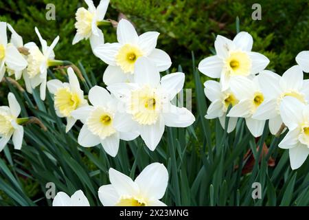 Daffodil Silver Standard in fiore. In latino si chiamava narciso e appartiene alla famiglia amaryllis, Amaryllidaceae. Foto Stock
