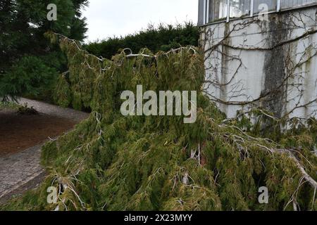 Il cedro bianco settentrionale in latino Thuja occidentalis Pendula è la forma piangente dell'arborvitae occidentale. Foto Stock