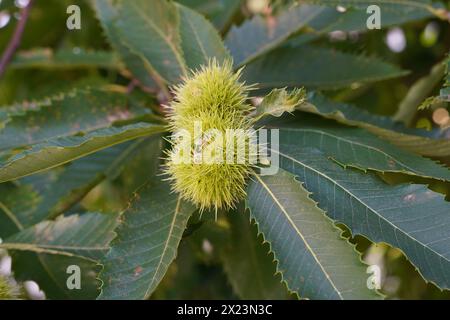 Castagno, in latino chiamato Castanea sativa, catturato in ritaglio di foglie e cupole spinose contenenti le noci commestibili. Foto Stock