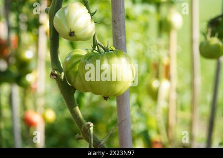 Grande polpa verde di bistecca di pomodoro che cresce su un fusto. Sullo sfondo ci sono più piante di pomodoro con frutta. Foto Stock