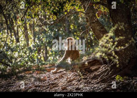 Un Barbary Macaque prende il sole, Marocco Foto Stock