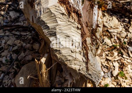 Tracce di denti taglienti di castoro lasciate su un albero masticato Foto Stock