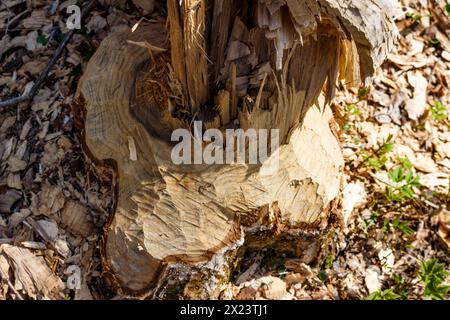 Tracce di denti taglienti di castoro lasciate su un albero masticato Foto Stock