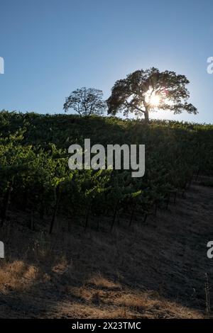 Alba e olivo in un vigneto nel nord, CA, Stati Uniti Foto Stock