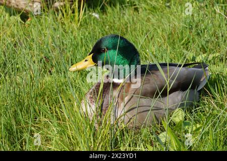 Germano o anatra selvatica, in latino chiamato Anas platyrhynchos uccello maschio è seduto sull'erba al sole. C'è spazio per le copie intorno. Foto Stock