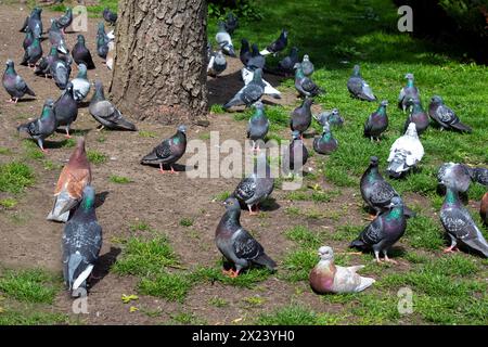 Molti piccioni che riposano sull'erba in un parco cittadino. Uno stormo di uccelli sul prato. Uccelli della città Foto Stock