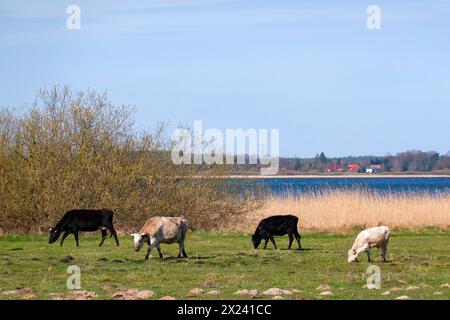 Kuehe grasen auf einer Weide am 26.03.2024 am Fleesensee bei Goehren-Lebbin, Meclemburgo Vorpommern. Mucche che pascolano in un pascolo il 26 marzo 2024 a Fleesensee vicino a Goehren-Lebbin, Meclemburgo-Pomerania occidentale. Ricerca: Deutschland Mecklenburg-Vorpommern Natur Fruehling Wetter Landschaften Weide Weiden Weidelandschaften Landschaftsfoto Idylle Ruhe tourismus nachhaltiger Wetterfeature Fruehlingsfeature Jahreszeiten Fruehjahr Fruehblueher Fruehlingswetter Wetterbild Wetterbild Wetterbild Foto Stock