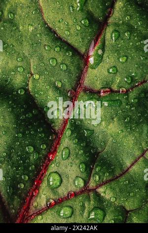 Mini frutteto con goccioline d'acqua Foto Stock