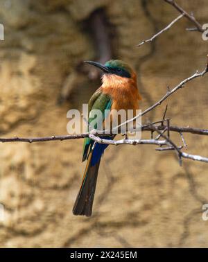 Merops bullocki, mangia di api dalla gola rossa. Questa specie si trova nell'Africa tropicale. Foto Stock