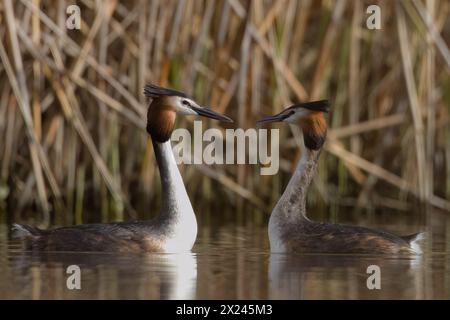 Un paio di Grebes Crested che attraversano i rituali di accoppiamento. Foto Stock