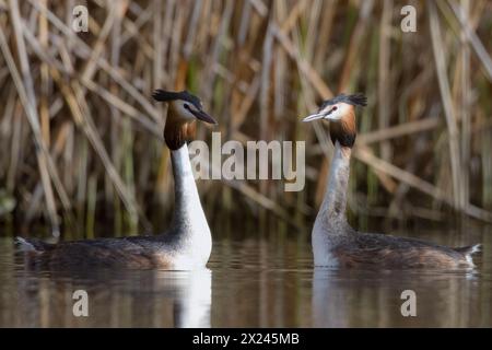 Un paio di Grebes Crested che attraversano i rituali di accoppiamento. Foto Stock