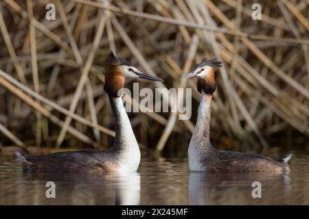 Un paio di Grebes Crested che attraversano i rituali di accoppiamento. Foto Stock