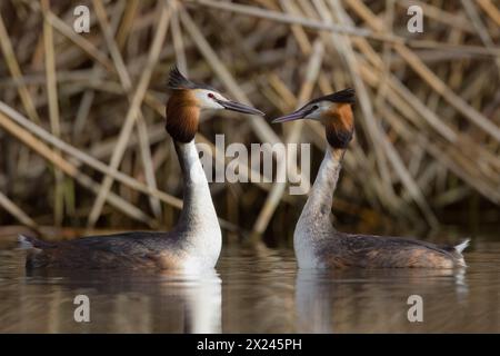 Un paio di Grebes Crested che attraversano i rituali di accoppiamento. Foto Stock