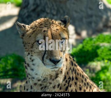 Il ghepardo (Acinonyx jubatus) è un grande gatto e l'animale terrestre più veloce. Originario dell'Africa. Foto Stock