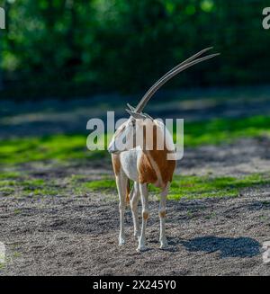 L'orice a scimitar (Oryx dammah), noto anche come orice con corna a scimmia e orice del Sahara. Grandi antilopi con corna spettacolari Foto Stock