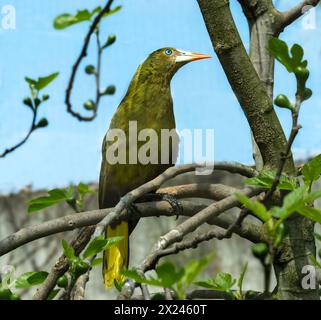 oropendola verde, Psarocolius viridis con becco pallido con punta arancione siede sul ramo dell'albero. Primo piano Foto Stock