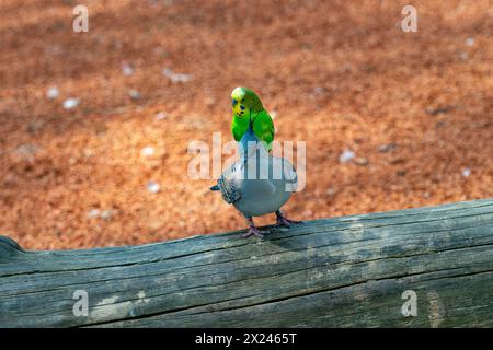 Budgerigar è alla ricerca di un'opportunità per volare con il piccione crestato [Ocyphaps lophotes]. Foto Stock