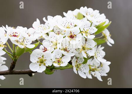 Alla fine di un ramo di pere ci sono molte miniature di fiori. Foto Stock