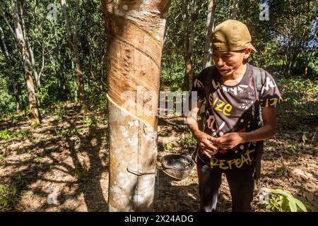 LUANG NAMTHA, LAOS - 15 NOVEMBRE 2019: Guida locale nella piantagione di alberi di gomma vicino alla città di Luang Namtha, Laos Foto Stock