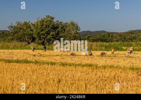 MUANG SING, LAOS - 17 NOVEMBRE 2019: Lavoratori in un campo di riso vicino a Muang Sing, Laos Foto Stock