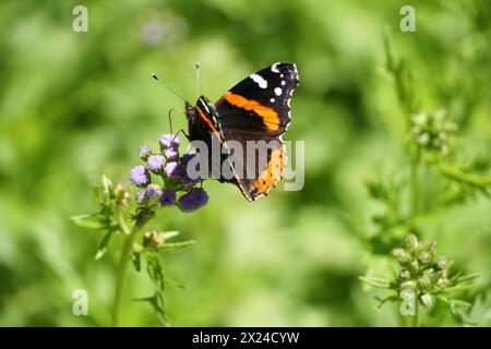 Red Admiral Butterfly Foto Stock