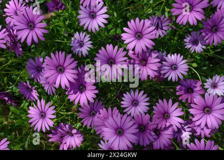 Fiori di margherita africani (Dimorphotheca ecklonis) Foto Stock