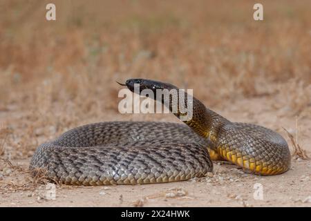 Serpente selvaggio australiano altamente velenoso nell'entroterra Taipan Foto Stock