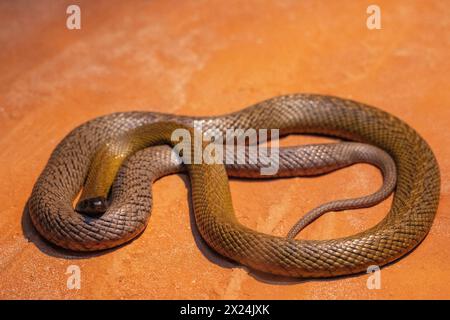 Serpente australiano di Taipan interno altamente velenoso Foto Stock